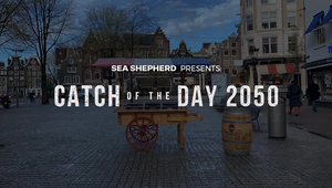 Casefilm - Catch of the Day 2050