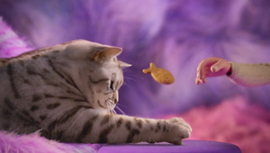 AMV BBDO - Whiskas 'Even The Fussy Cats'
