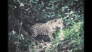 Always Hunting | Leopard