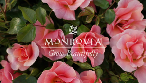 Grow Beautifully / CTV Video